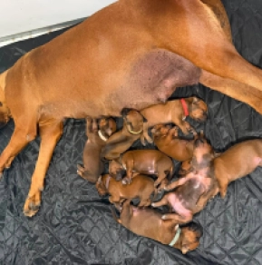 Rhodesian Ridgeback puppy for sale