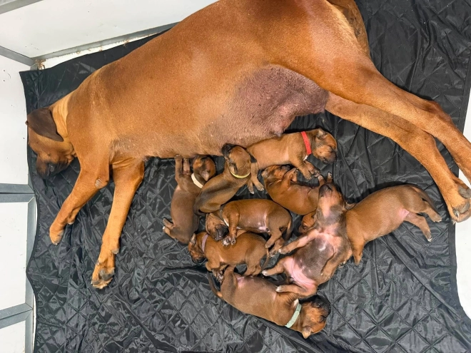 Rhodesian Ridgeback puppy for sale
