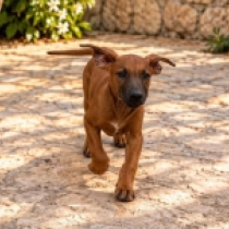Danny, red Rhodesian Ridgeback for sale