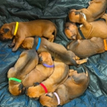Promising litter – females, red Rhodesian Ridgeback for sale