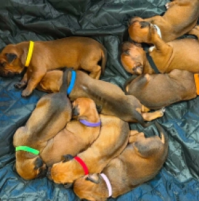 Rhodesian Ridgeback puppy for sale