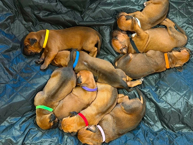 Rhodesian Ridgeback puppy for sale