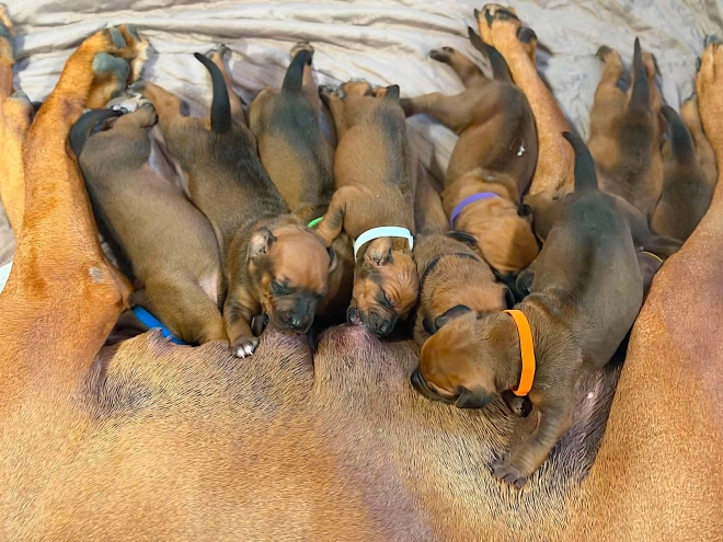 Rhodesian Ridgeback puppy for sale