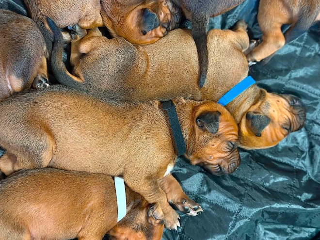 Rhodesian Ridgeback puppy for sale