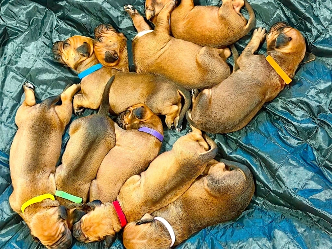 Rhodesian Ridgeback puppy for sale