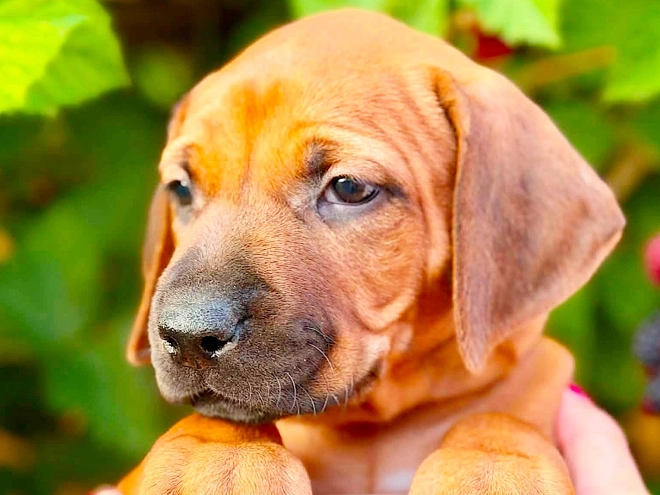 Rhodesian Ridgeback puppy for sale