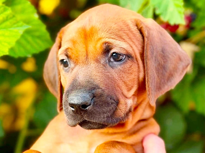 Rhodesian Ridgeback puppy for sale