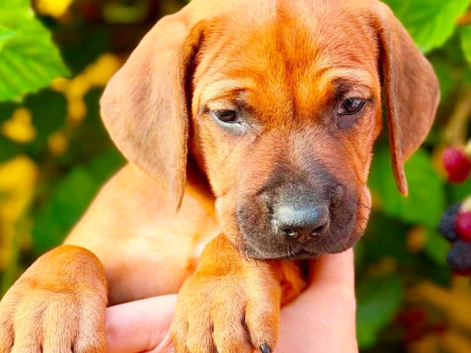 Rhodesian Ridgeback puppy for sale