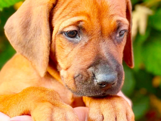 Rhodesian Ridgeback puppy for sale