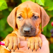 Oranje, red Rhodesian Ridgeback for sale