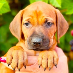 Oranje, red Rhodesian Ridgeback for sale