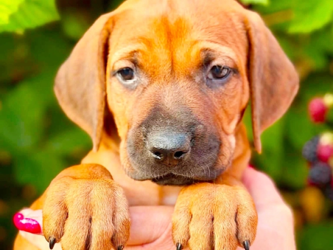 Rhodesian Ridgeback puppy for sale