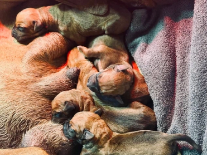 Rhodesian Ridgeback puppy for sale