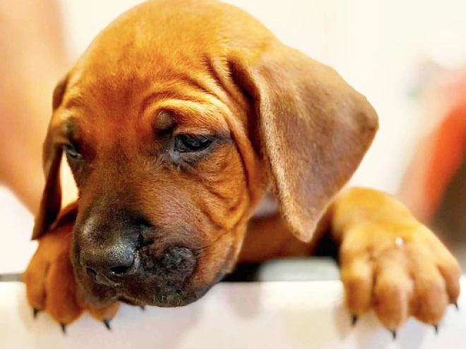 Rhodesian Ridgeback puppy for sale