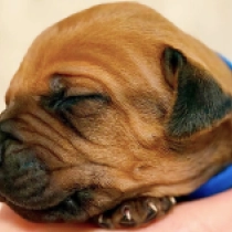 The pick male, red Rhodesian Ridgeback for sale