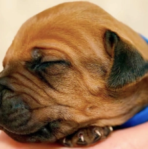 Rhodesian Ridgeback puppy for sale