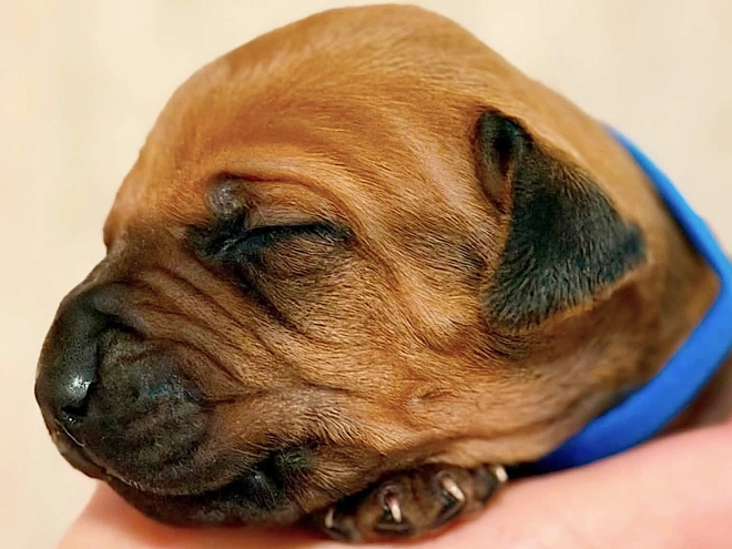 Rhodesian Ridgeback puppy for sale