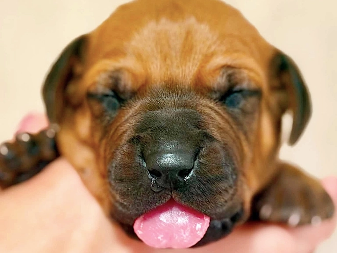 Rhodesian Ridgeback puppy for sale