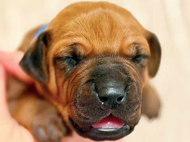 Rhodesian Ridgeback puppy for sale