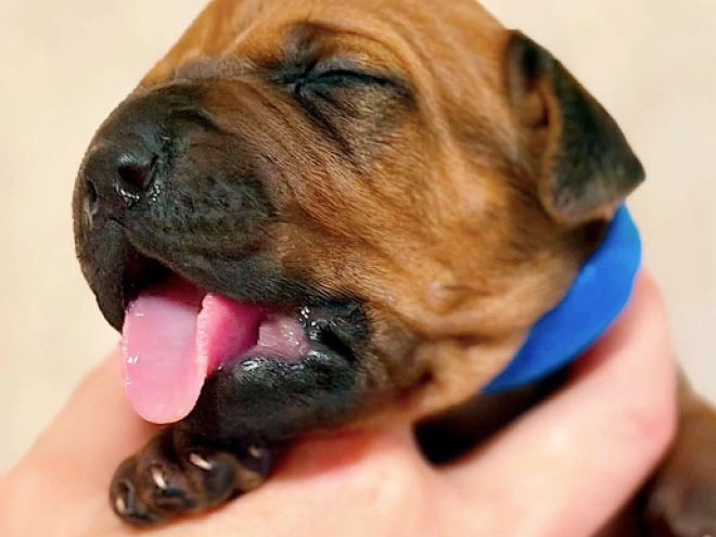 Rhodesian Ridgeback puppy for sale