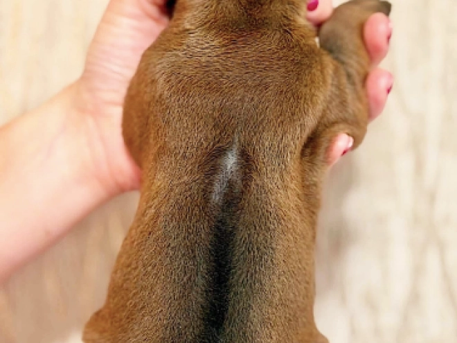Rhodesian Ridgeback puppy for sale
