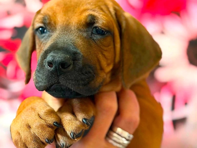 Rhodesian Ridgeback puppy for sale