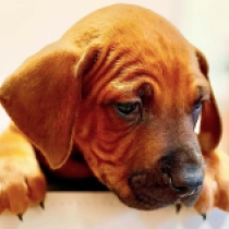 Abel, red Rhodesian Ridgeback for sale