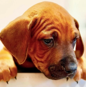 Rhodesian Ridgeback puppy for sale