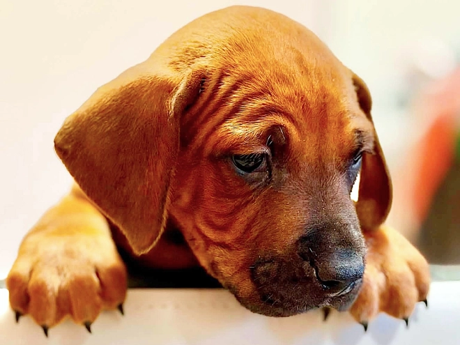 Rhodesian Ridgeback puppy for sale