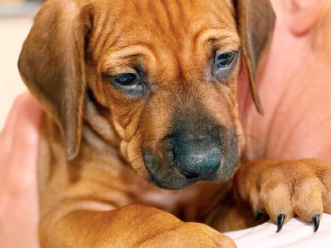 Rhodesian Ridgeback puppy for sale