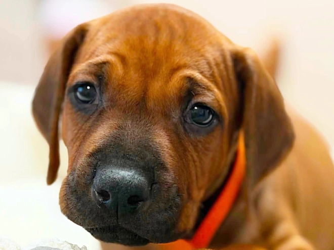 Rhodesian Ridgeback puppy for sale