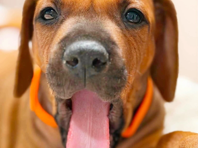 Rhodesian Ridgeback puppy for sale