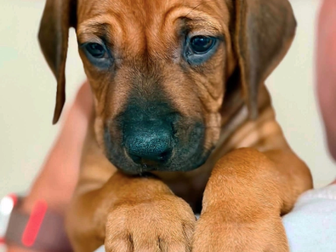 Rhodesian Ridgeback puppy for sale