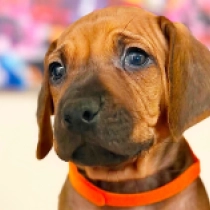 Roman, red Rhodesian Ridgeback for sale