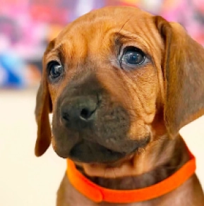 Rhodesian Ridgeback puppy for sale