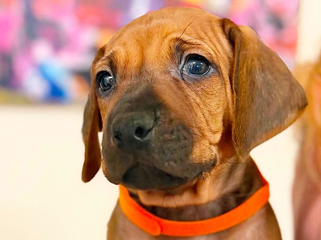Rhodesian Ridgeback puppy for sale