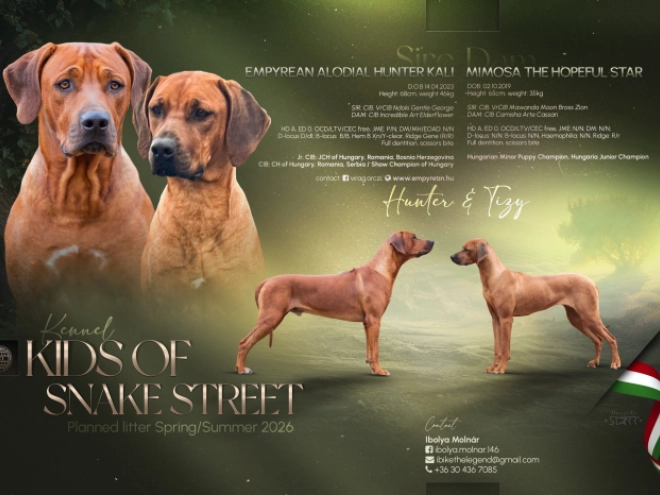 Rhodesian Ridgeback puppy for sale