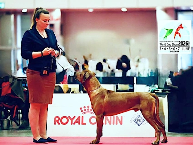 Rhodesian Ridgeback puppy for sale