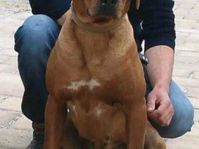 Rhodesianischer Ridgeback Welpe kaufen