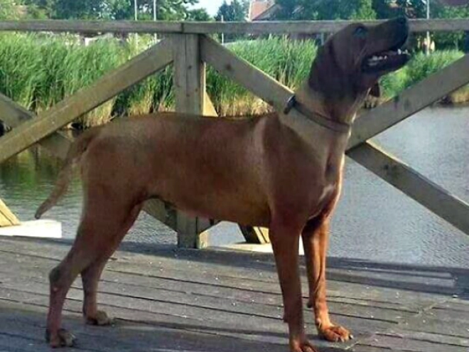 Rhodesianischer Ridgeback Welpe kaufen