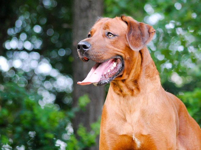 Rhodesianischer Ridgeback Welpe kaufen
