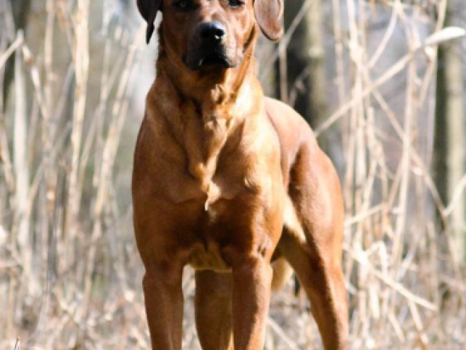 Rhodesianischer Ridgeback Welpe kaufen