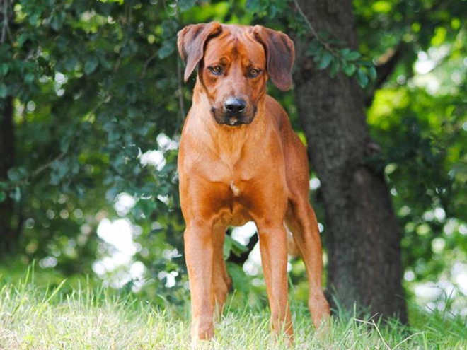 Rhodesianischer Ridgeback Welpe kaufen