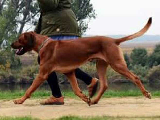 Rhodesianischer Ridgeback Welpe kaufen