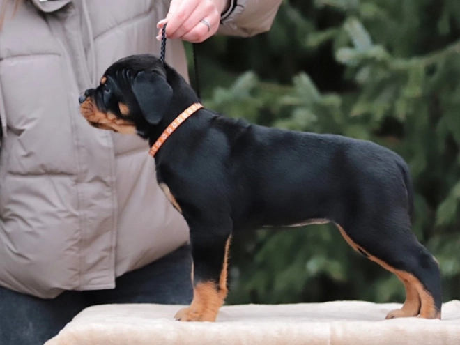 Perros Rottweiler en venta