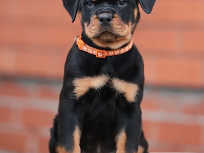 Perros Rottweiler en venta
