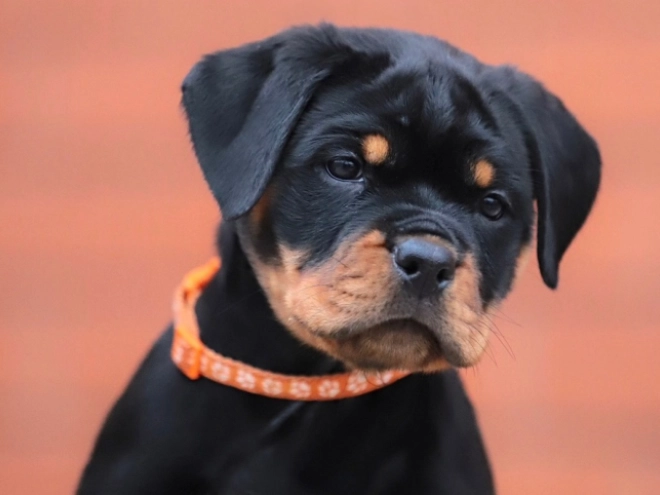 Perros Rottweiler en venta