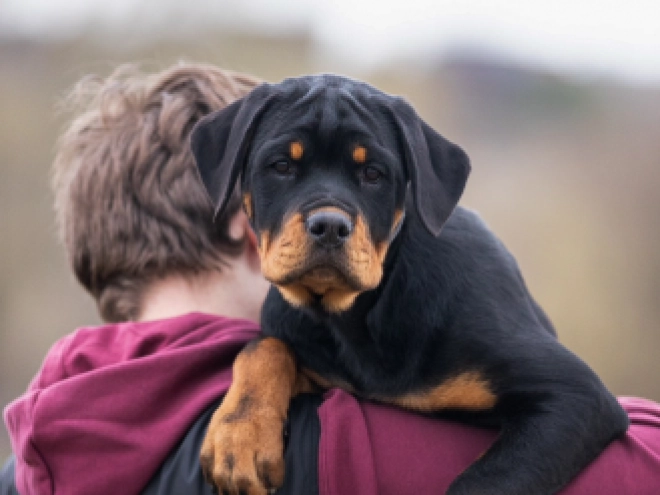 Perros Rottweiler en venta