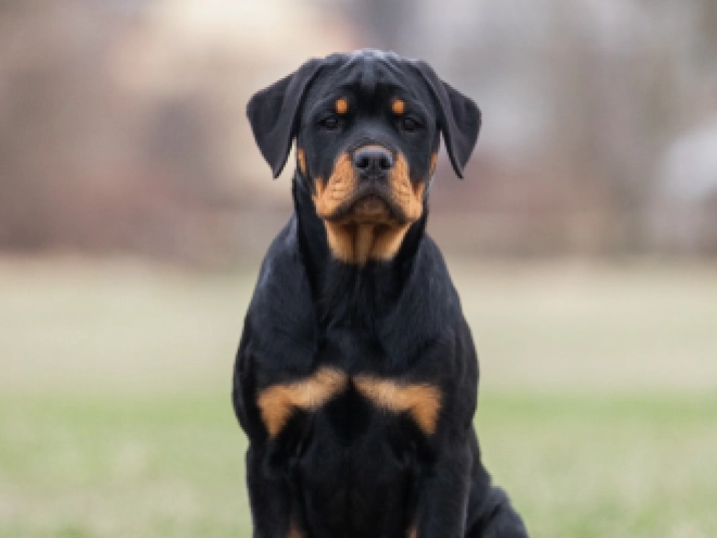 Perros Rottweiler en venta