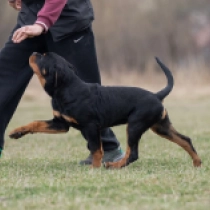 Perros Rottweiler en venta